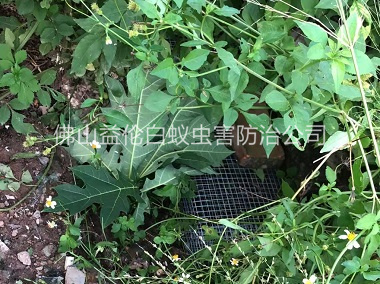 三水區(qū)上門(mén)驅(qū)蛇防蛇