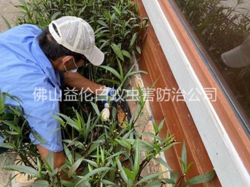 三水園林綠化滅治白蟻工程