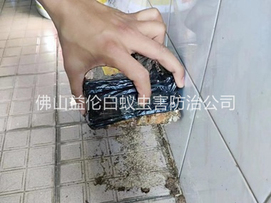佛山誘殺白蟻危害工程
